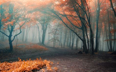 Forest Orange Fog Autumn Leaves Wallpapers Hd Desktop And Mobile