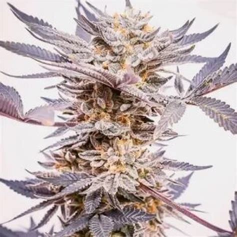 United Cannabis Seeds Grandaddy Purple Feminized Leafly