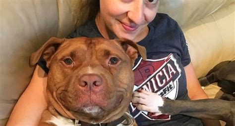 Pit Bull Was Rescued For Certain Death And Now He Cant Stop Smiling