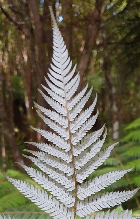 Tree Ferns Ponga Of The Tangihua Forest