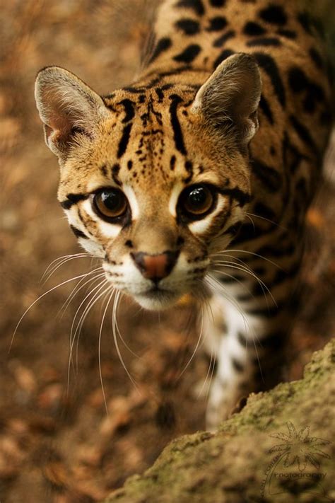The Ocelot Also Known As The Dwarf Leopard Is A Wild Cat