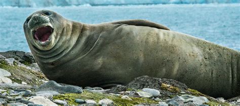 Sound Review Finds Some Marine Mammals Really Feel The Noise The