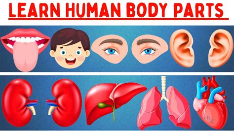 Human Body Parts Name With Picture For Kids Youtube
