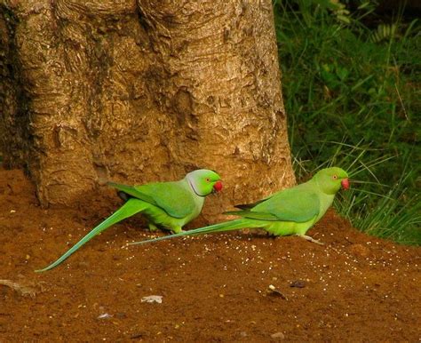 Indian Ringnecked Parakeet By Ajith Kumar Pretty Birds Beautiful