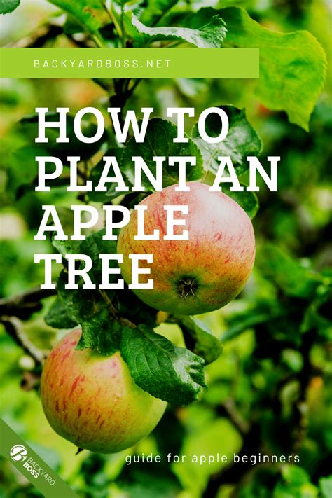 How To Start Growing An Apple Tree From Seed Apple Tree Seed Pack