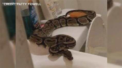 Woman Finds Python Crawling Out Of Toilet In Andrews