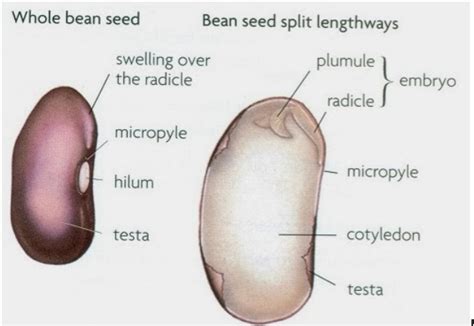 Seed Anatomy Diagram Quizlet