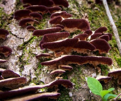 turkey tail mushroom identification unveiling the secrets of this colorful fungi