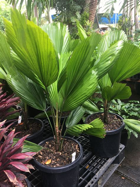 Fan Palm To 4mh Outdoor Palm Plants Outdoor Plants Outdoor Gardens