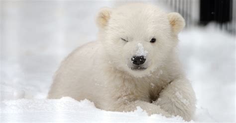 Cute Kali Orphaned Polar Bear Cub Prepares For Move