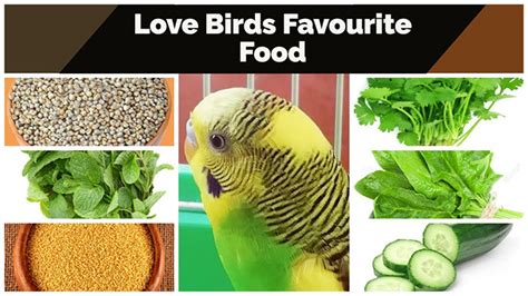 Best Food For Lovebirds