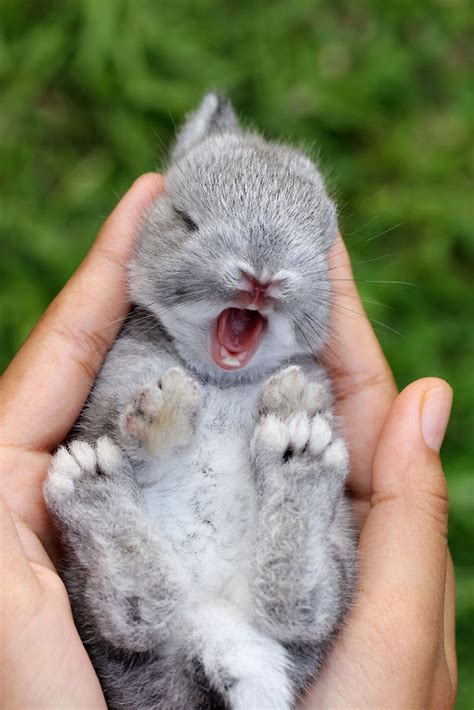 Cutest Baby Bunny In The World