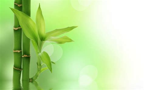 Green Bamboo Wallpaper 63 Pictures
