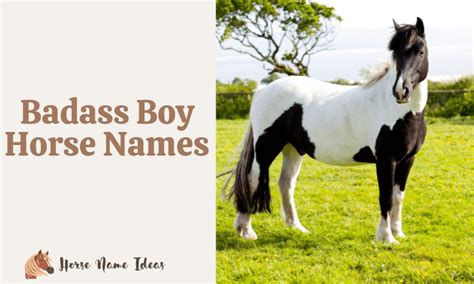 250 Badass Boy Horse Names With Meanings
