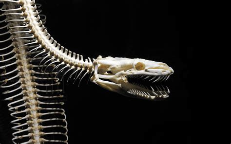 Snake Skeleton Black Bones Skull Hd Wallpaper Animals Wallpaper Better