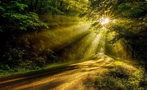 Sun Rays Through The Forest Trees Road Ultra Nature Forests Forest