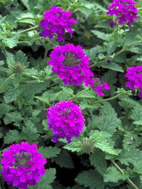Verbena Homestead Purple Bluestone Perennials