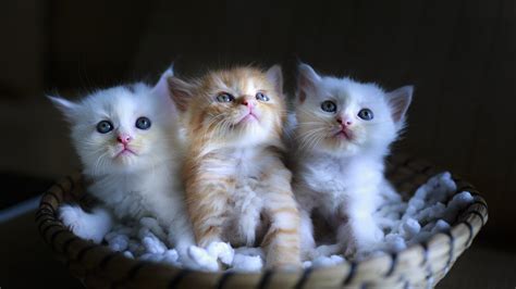 Download Wallpaper Three Cute Kittens 3840x2160