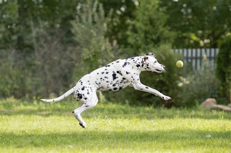 The Scientific Reason For A Dalmatian Dogs Spots Cuteness
