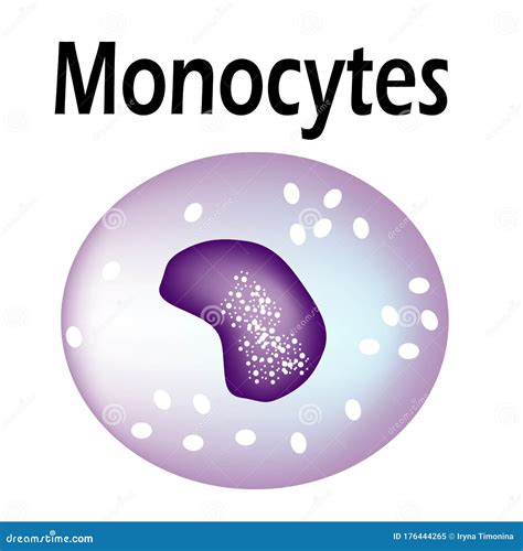 The Structure Of The Monocyte Monocytes Blood Cell White Blood Cell