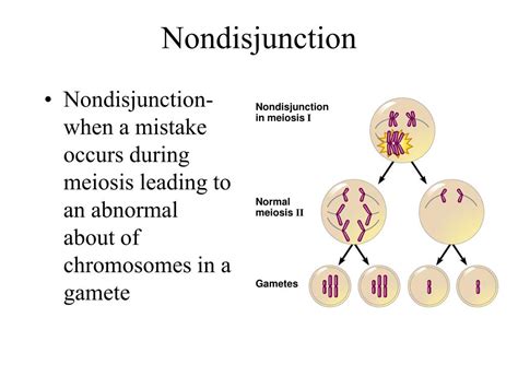 Ppt Meiosis Part 1 Powerpoint Presentation Free Download Id2128503