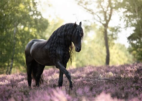 Friesenhengst In Der Heide Fries Paard Mooie Paarden Paardenrassen