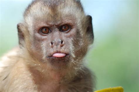 Funny Monkey Stock Image Image Of Close Africa Wild 30428227