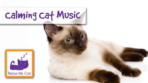 How To Calm Down Your Cat With Music Youtube