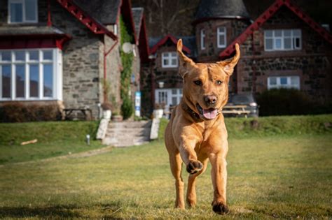 12 Dog Friendly Days Out In Scotland Visitscotland