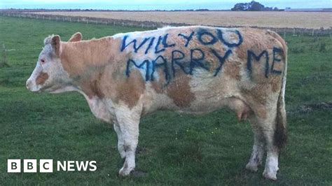 Man Proposes To Girlfriend Using The Side Of A Cow Bbc News