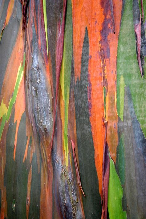 Bark Of The Rainbow Eucalyptus Tree Seen At Na Aina Kai Botanical