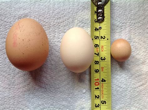 From Left To Right Bought Size 1 Egg A Normal Silkie Egg And A One