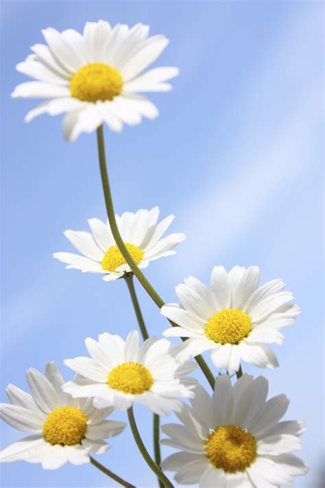 Things You Didn T Know About Daisies Daisy Fun Facts