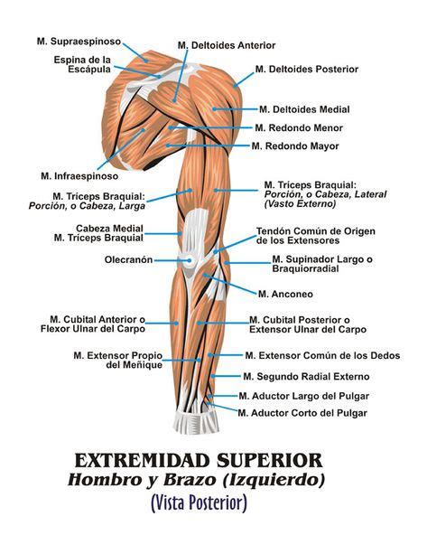Músculos Brazo Detras Anatomia Humana Musculos Músculo Esquelético
