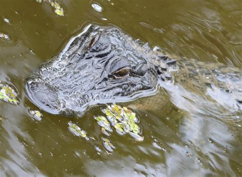 Swamp Gator New Orleans La Photograph By Toby Mcguire Fine Art America