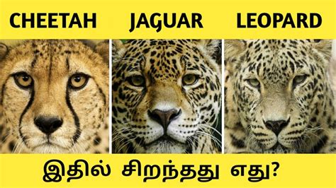 Cheetah Vs Jaguar Vs Leopard Tamil Comparision Youtube