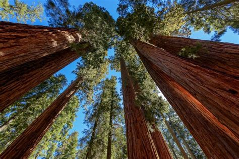 Parque Das Sequoias Eua