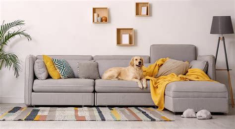 7 Pet Friendly Furniture Ideas Coaster Fine Furniture