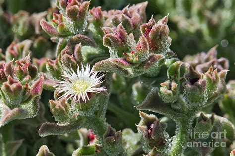 Crystalline Ice Plant F0752l Photograph By Stephen Parker