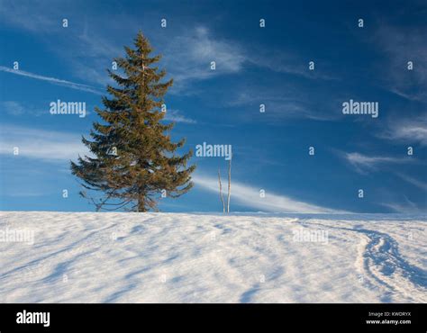 Winter Scene Near The Summet Of Mt Kandel Black Forest Stock Photo