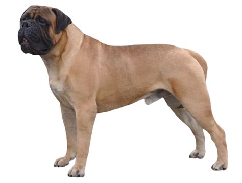 Boerboel Dog Breed Info Size Price Height Petlur