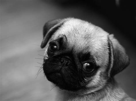 Cute Sad Puppy Wallpapers On Wallpaperdog