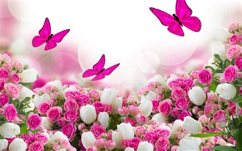 Download Beautiful Flowers Pink Roses Wallpaper By