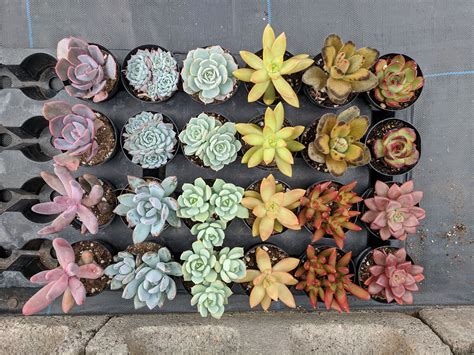 Half A Flat Of Rainbow Succulents Just Waiting To Be Potted Up Rainbow