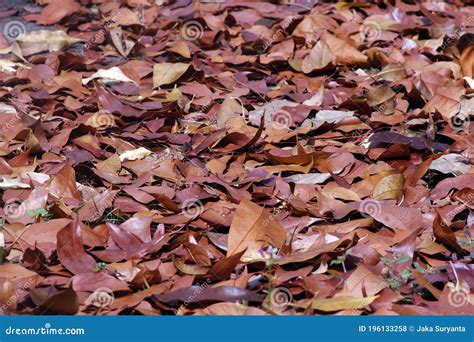 Dry Leaves On The Tropical Forest Floor Stock Photo Image Of Dead