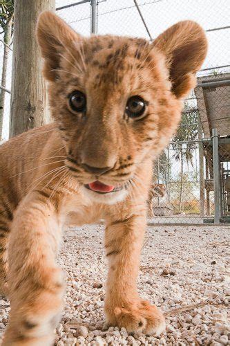 Baby Ligers Pictures