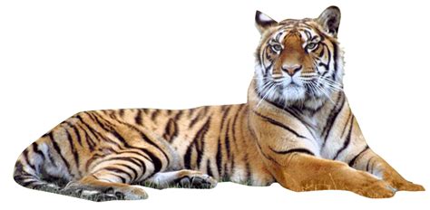 Tiger Png Tiger Transparent Background Freeiconspng