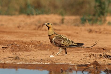 Premium Photo Pin Tailed Sandgrouse Male In A Steppe Of Aragon Spain