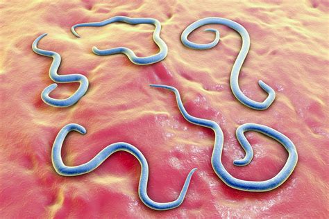 Roundworms And Puppies Symptoms And Treatment