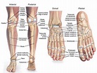 Structure of skeleton of the foot, Tarsals, Metatarsals and Phalanges ...